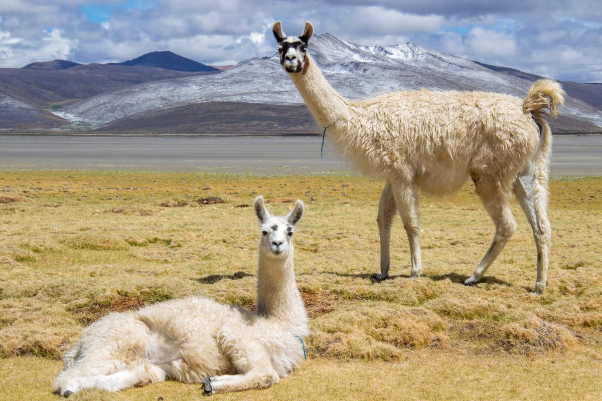 llamas-laguna-salinas